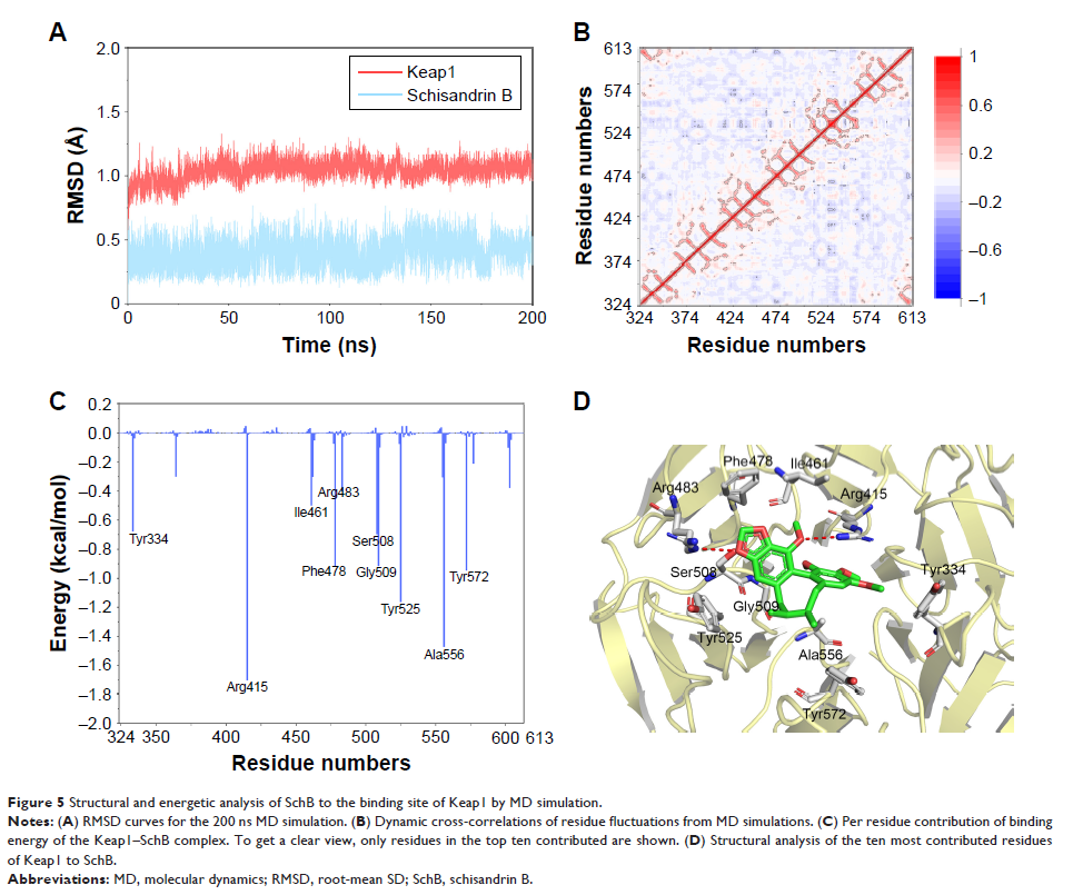 Figure 5 Structural and energetic analysis of SchB to the binding site of Keap1 by MD simulation.