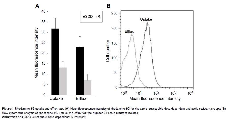 Figure 1 Rhodamine 6G uptake and efflux test. (A) Mean fluorescence intensity of...