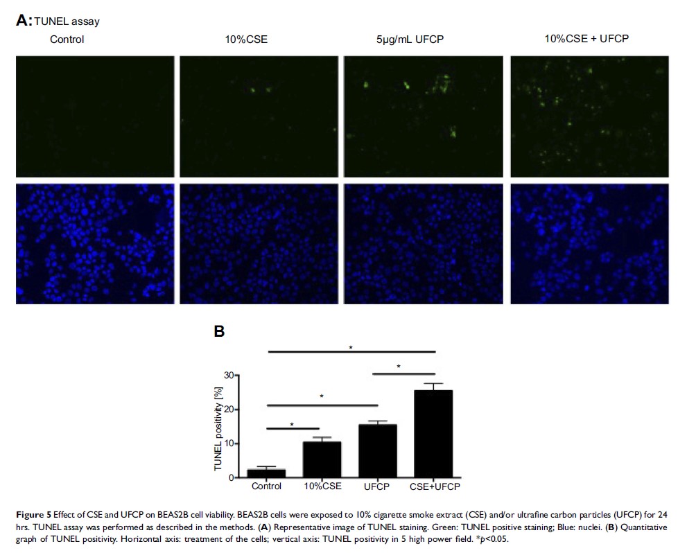 Figure 5 Effect of CSE and UFCP on BEAS2B cell viability. BEAS2B cells were exposed to...