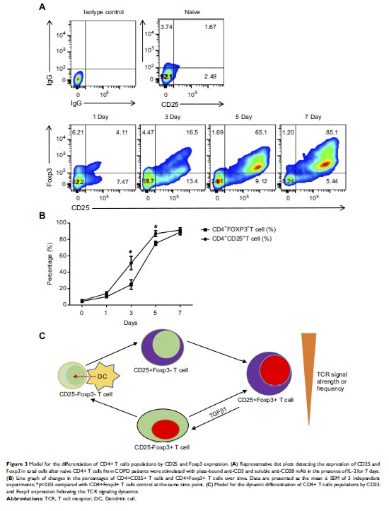 Figure 3 Model for the differentiation of CD4+ T cells populations by CD25 and...