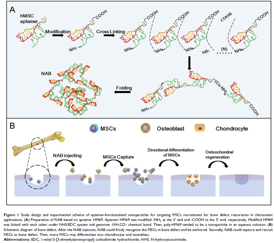 Figure 1 Study design and experimental scheme of aptamer-functionalized nanoparticles for...