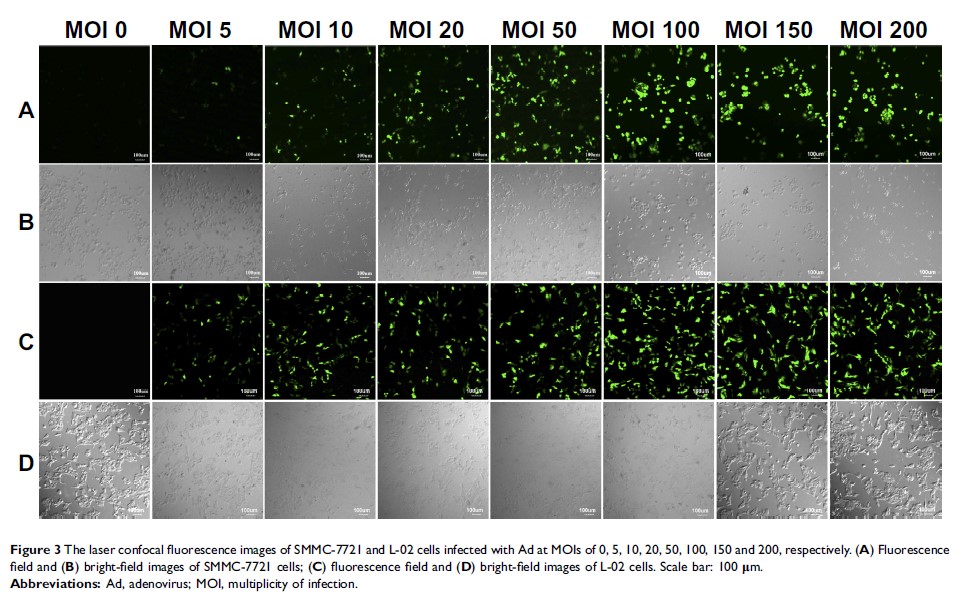 Figure 3 The laser confocal fluorescence images of SMMC-7721 and...