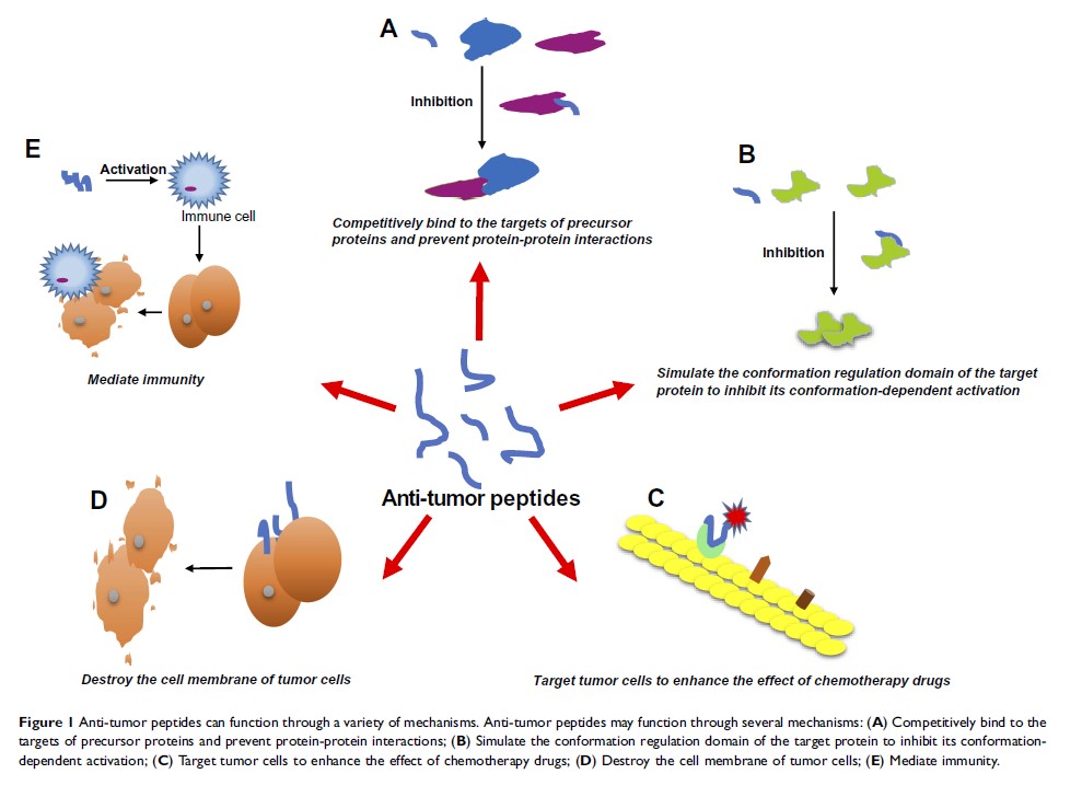 Figure 1 Anti-tumor peptides can function through a variety of...