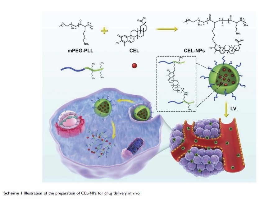 Scheme 1 Illustration of the preparation of CEL-NPs for drug delivery in vivo.