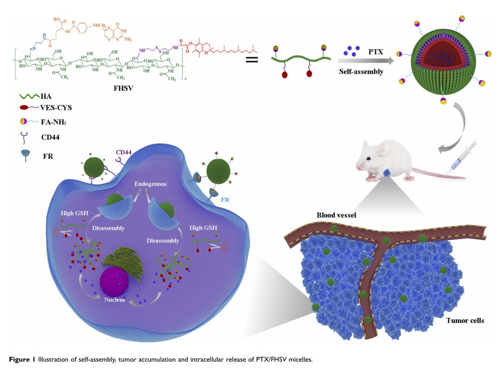 Figure 1 Illustration of self-assembly, tumor accumulation and...