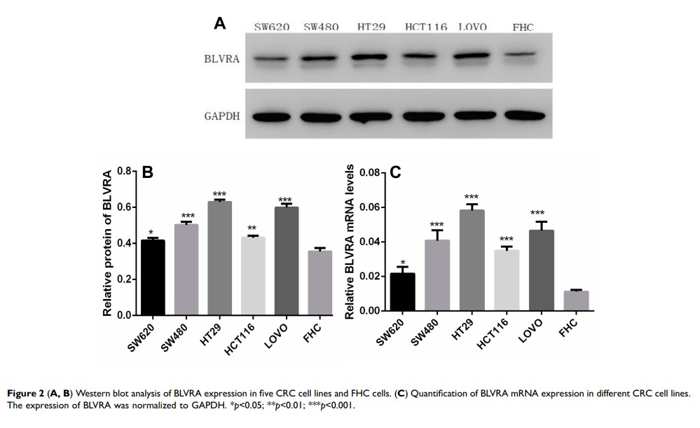 Figure 2 (A, B) Western blot analysis of BLVRA expression in five CRC cell lines and...