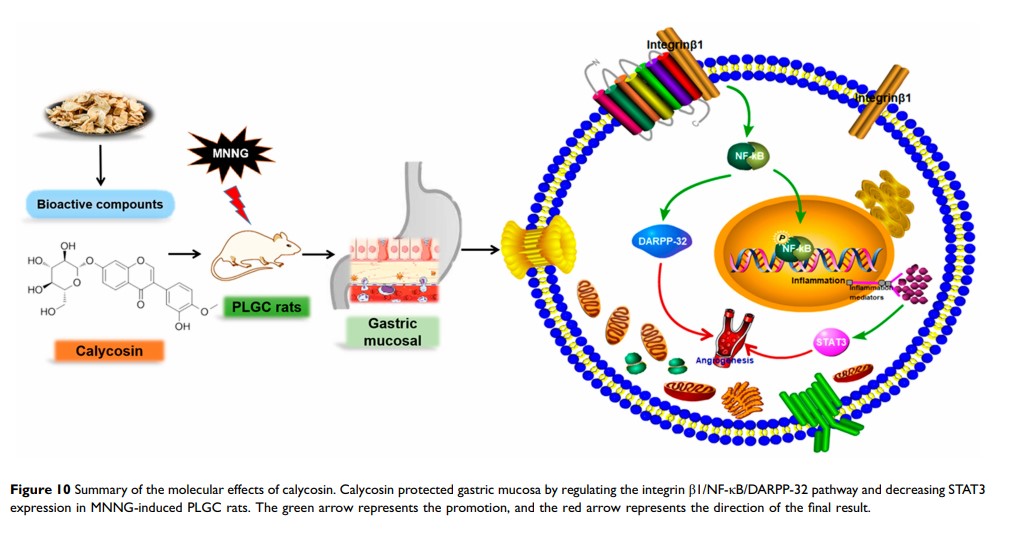 Figure 10 Summary of the molecular effects of calycosin...