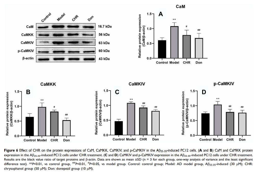 Figure 6 Effect of CHR on the protein expressions of CaM, CaMKK, CaMKIV, and...
