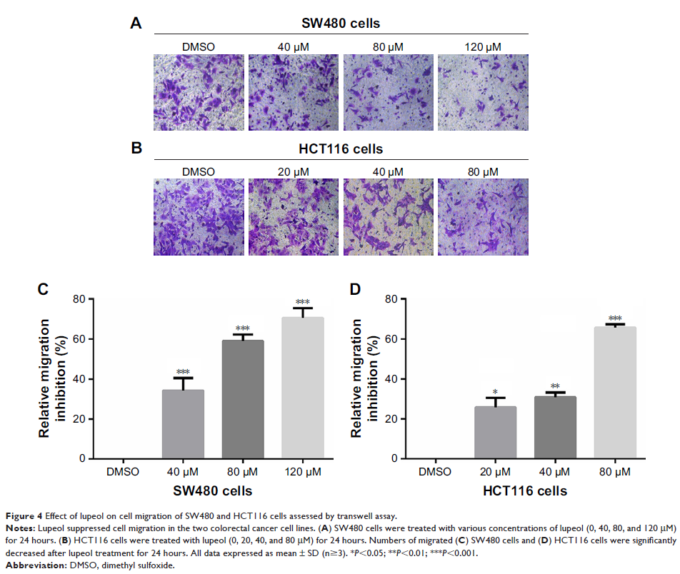 Figure 4 Effect of lupeol on cell migration of SW480 and HCT116 cells assessed by transwell assay.