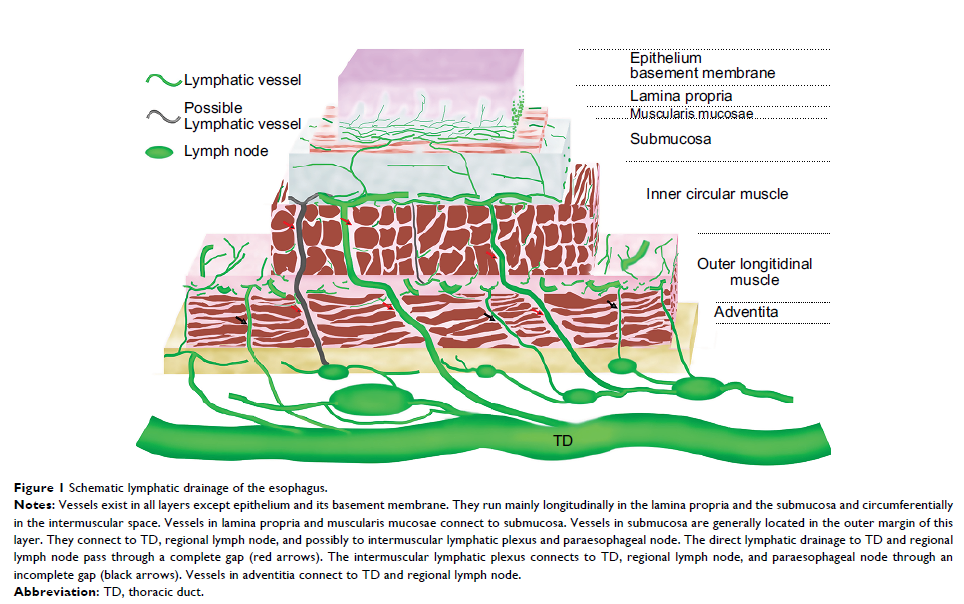 Figure 1 Schematic lymphatic drainage of the esophagus.