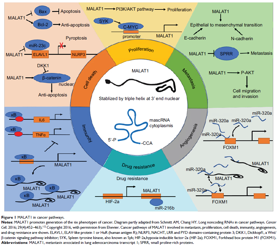 Figure 1 MALAT1 in cancer pathways.