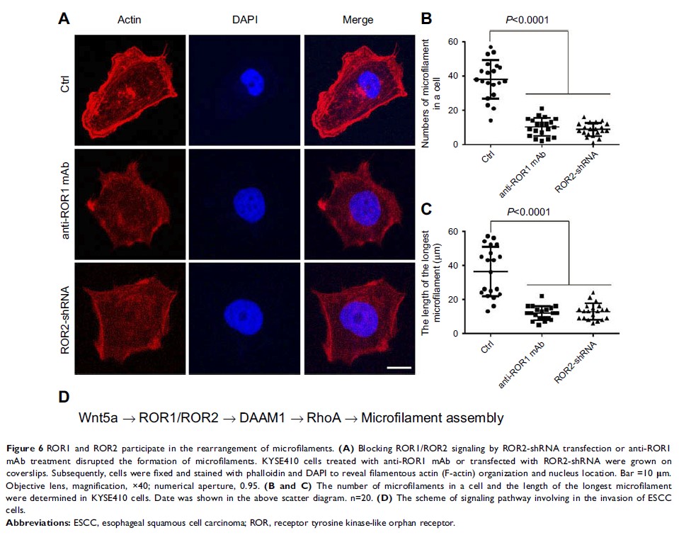 Figure 6 ROR1 and ROR2 participate in the rearrangement of microfilaments. (A) Blocking ROR1/ROR2 signaling by...