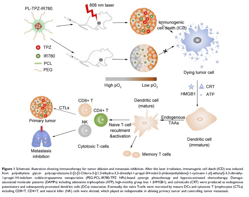 Figure 1 Schematic illustration showing immunotherapy for tumor ablation and metastasis inhibition...