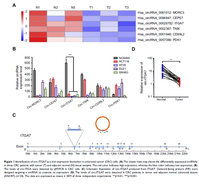 Figure 1 Identification of circ-ITGA7 as a low-expression biomarker in colorectal cancer (CRC) cells...