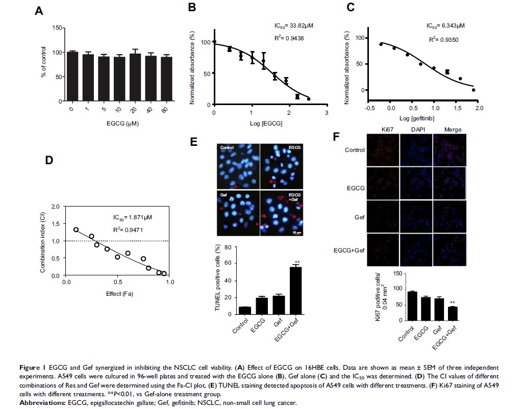 Figure 1 EGCG and Gef synergized in inhibiting the NSCLC cell viability...