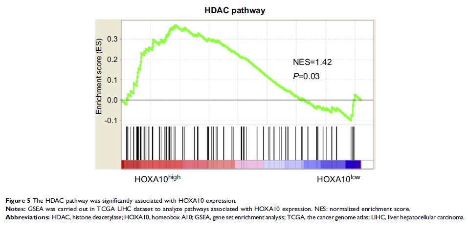 Figure 5 The HDAC pathway was significantly associated with HOXA10 expression.