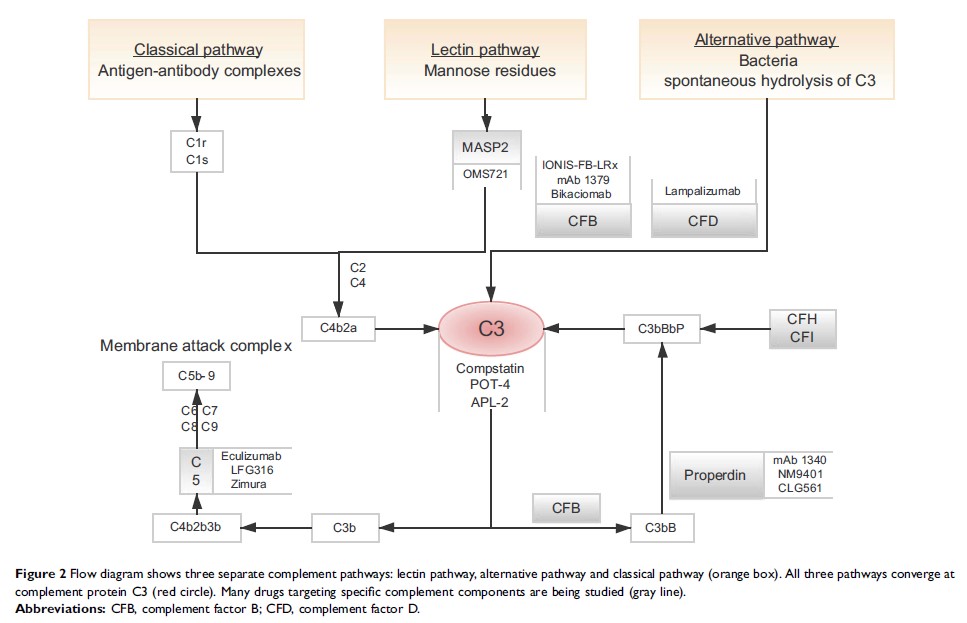 Figure 2 Flow diagram shows three separate complement pathways...