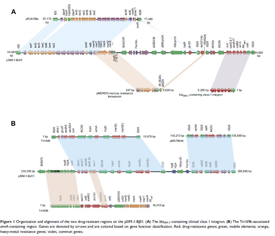 Figure 1 Organization and alignment of the two drug-resistant regions on...