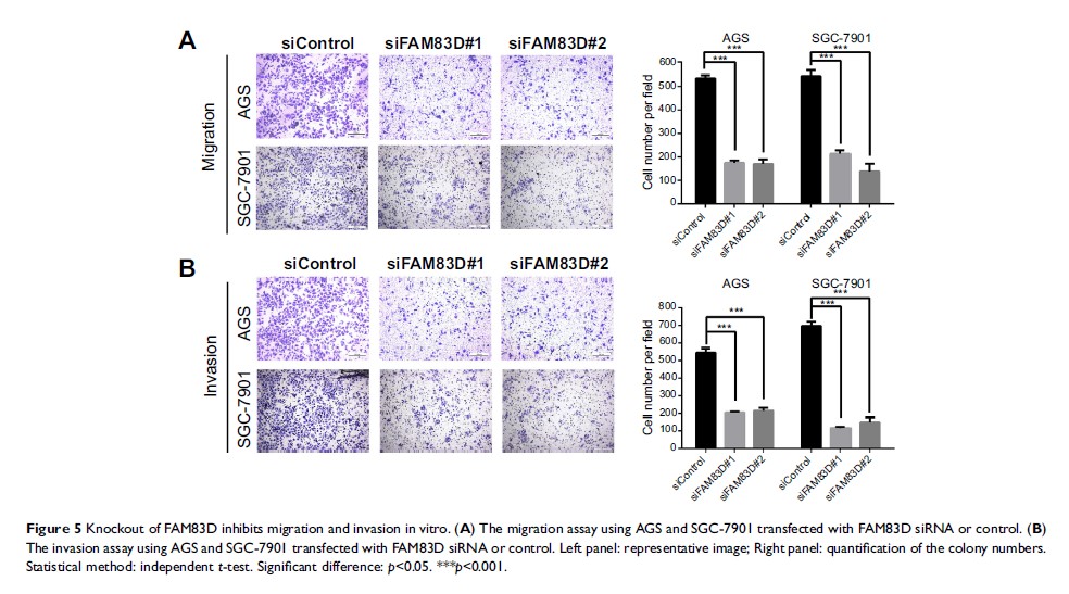 Figure 5 Knockout of FAM83D inhibits migration and invasion in vitro...