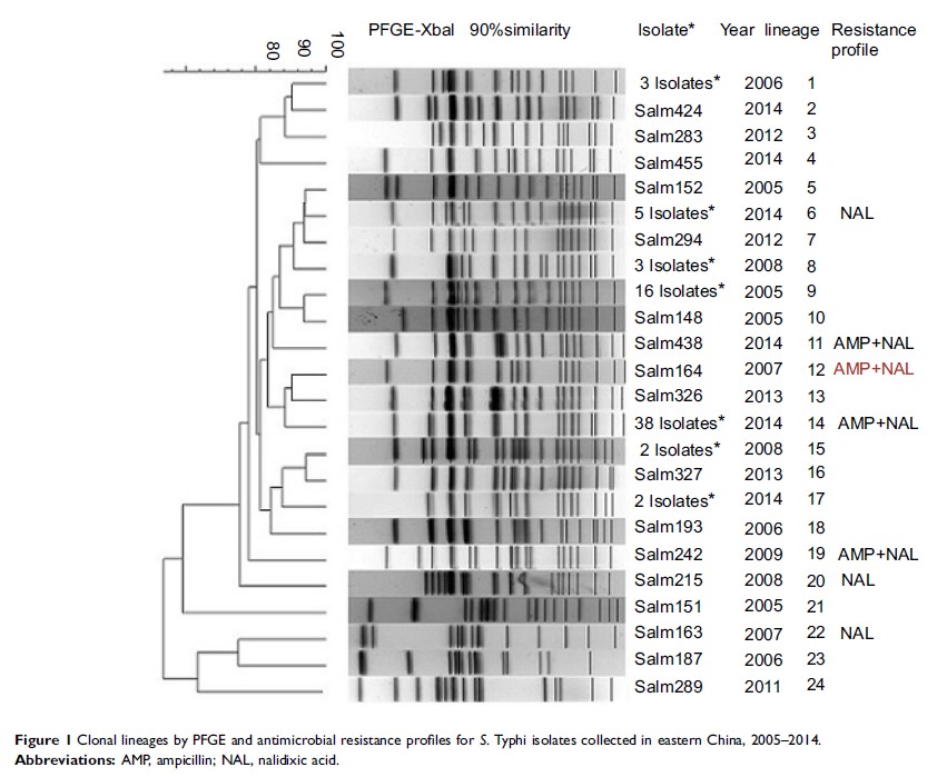 Figure 1 Clonal lineages by PFGE and antimicrobial resistance profiles for...