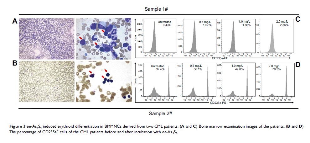 Figure 3 ee-As4S4 induced erythroid differentiation in BMMNCs derived from...