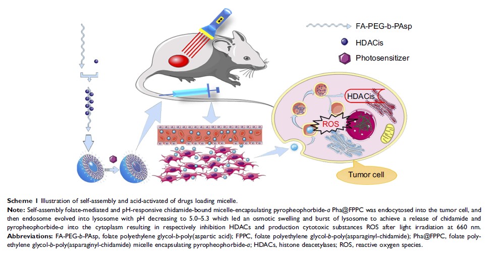 Scheme 1 Illustration of self-assembly and acid-activated of drugs loading micelle.