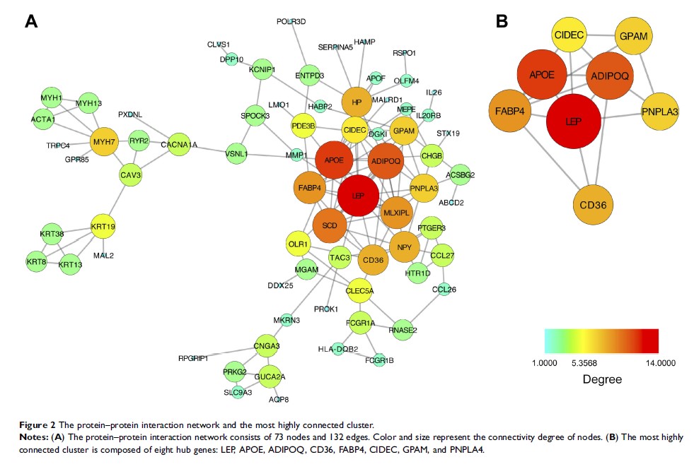 Figure 2 The protein–protein interaction network and the most highly connected cluster.