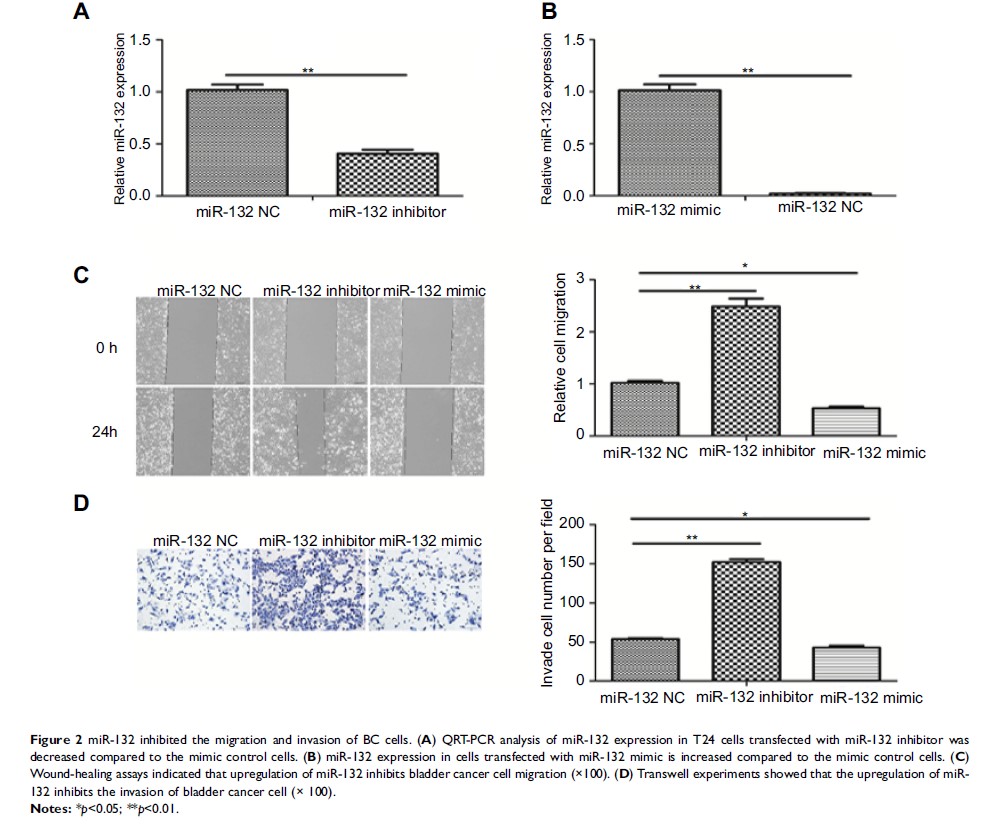 Figure 2 miR-132 inhibited the migration and invasion of BC cells...