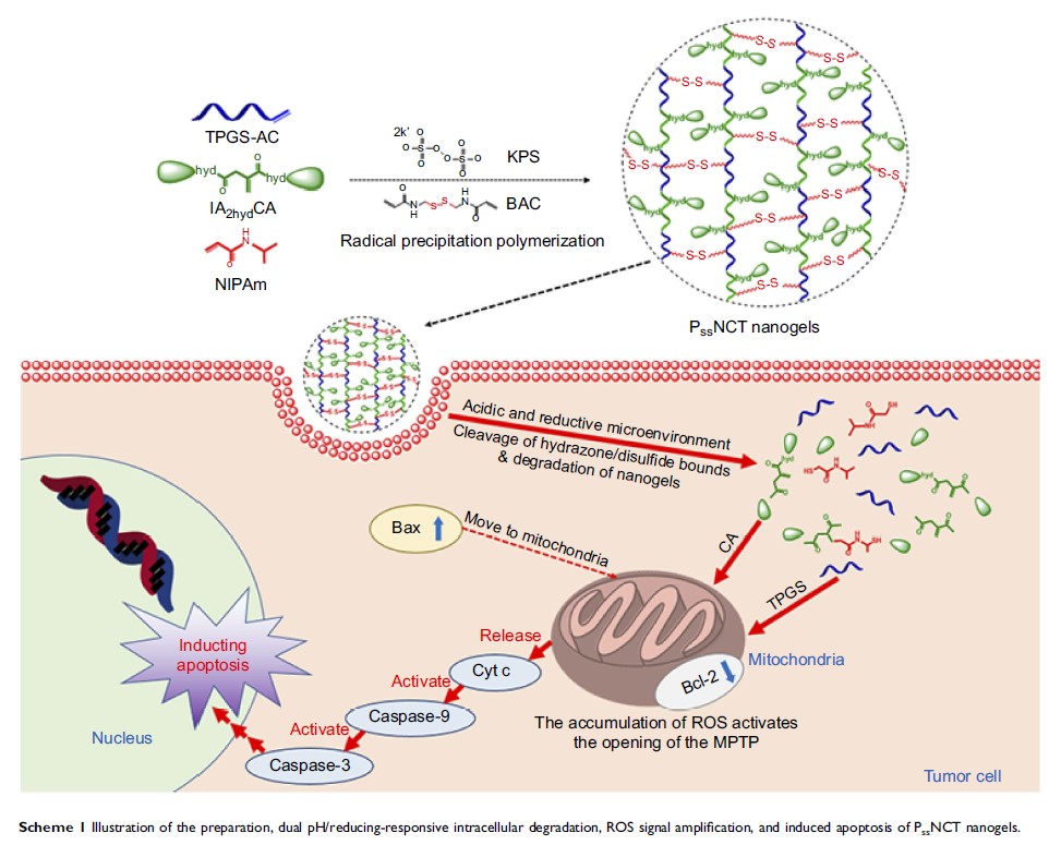 Scheme 1 Illustration of the preparation, dual pH/reducing-responsive...