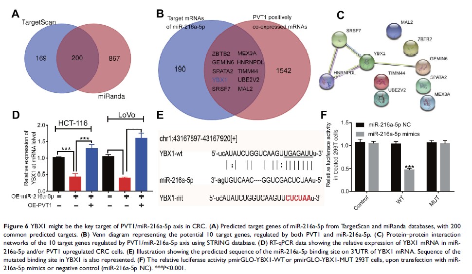 Figure 6 YBX1 might be the key target of PVT1/miR-216a-5p axis in CRC...