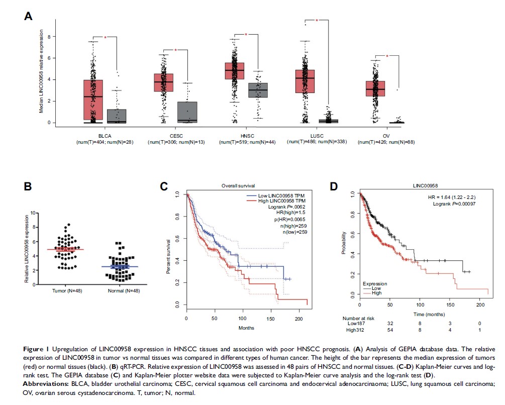 Figure 1 Upregulation of LINC00958 expression in HNSCC tissues and...