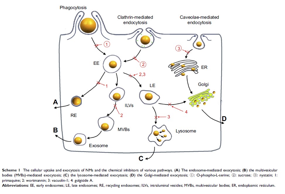 Scheme 1 The cellular uptake and exocytosis of NMs and...