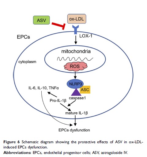 Figure 6 Schematic diagram showing the protective effects of...