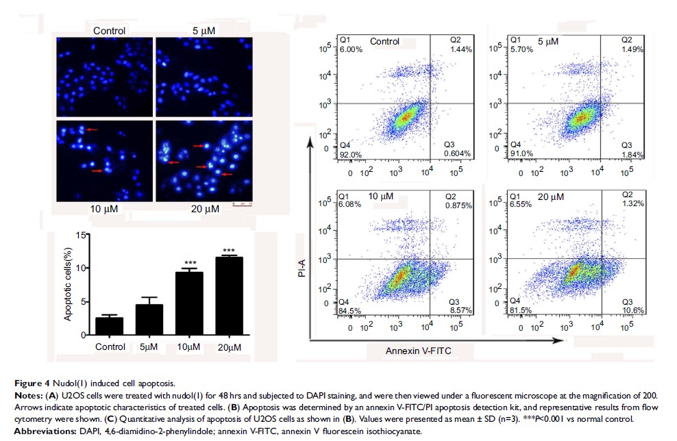 Figure 4 Nudol(1) induced cell apoptosis.