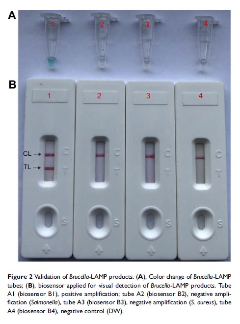 Figure 2 Validation of Brucella-LAMP products...