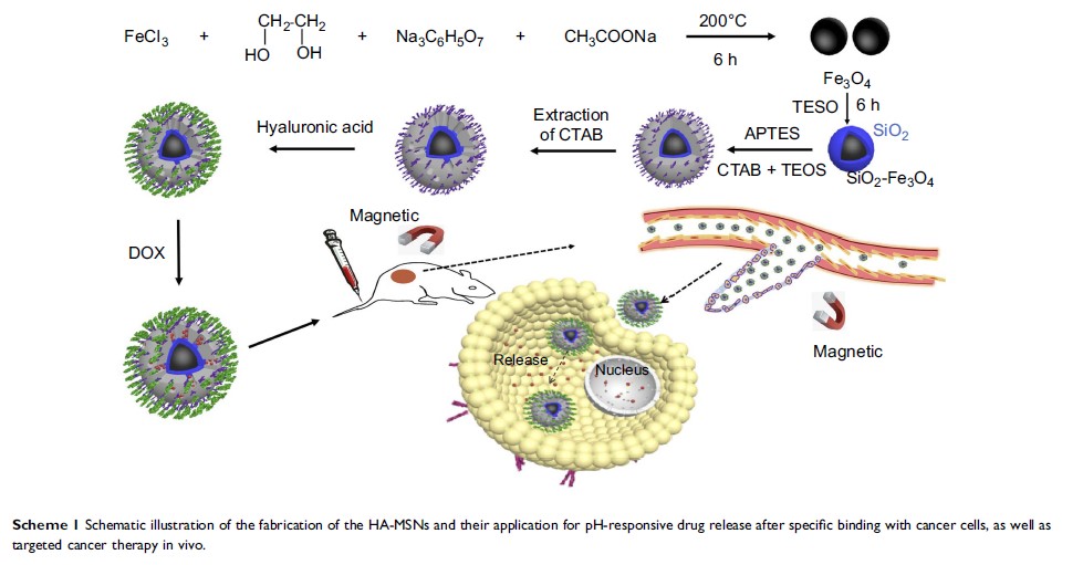 Scheme 1 Schematic illustration of the fabrication of the HA-MSNs and...