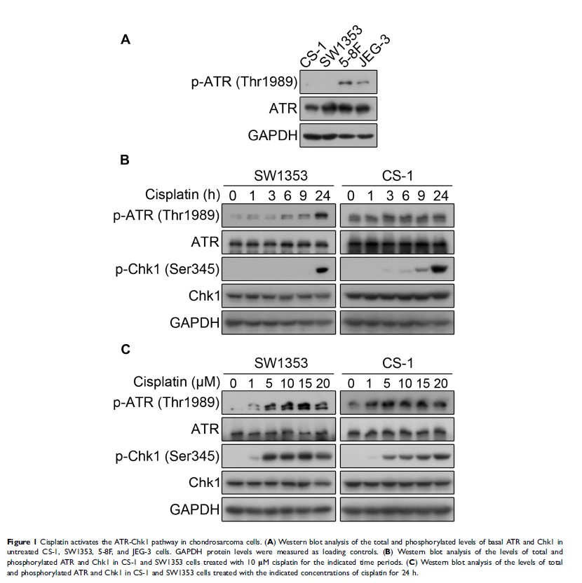 Figure 1 Cisplatin activates the ATR-Chk1 pathway in chondrosarcoma cells...