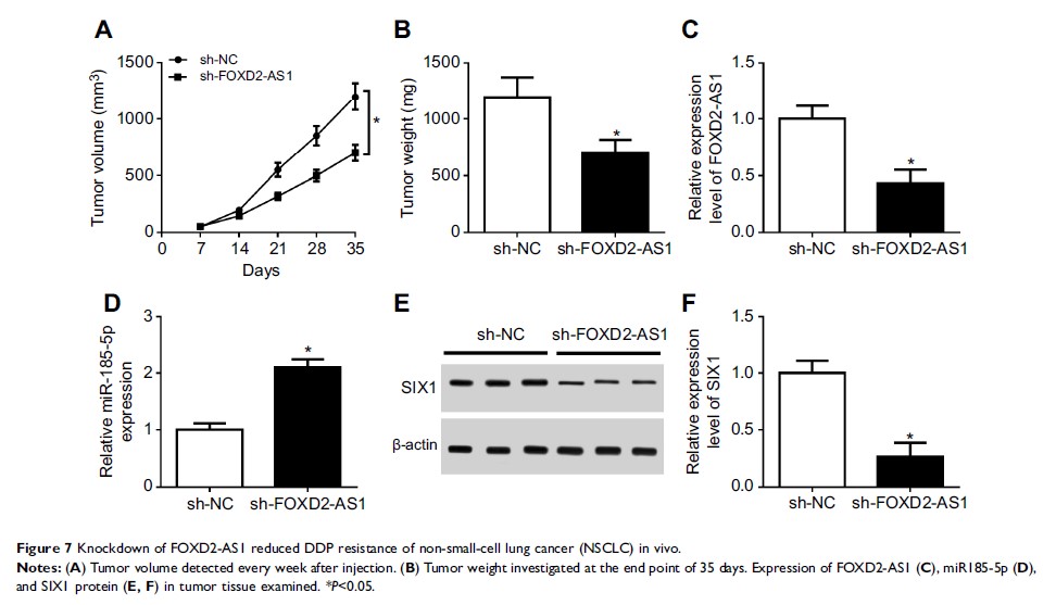 Figure 7 Knockdown of FOXD2-AS1 reduced DDP resistance of non-small-cell lung cancer (NSCLC) in vivo.