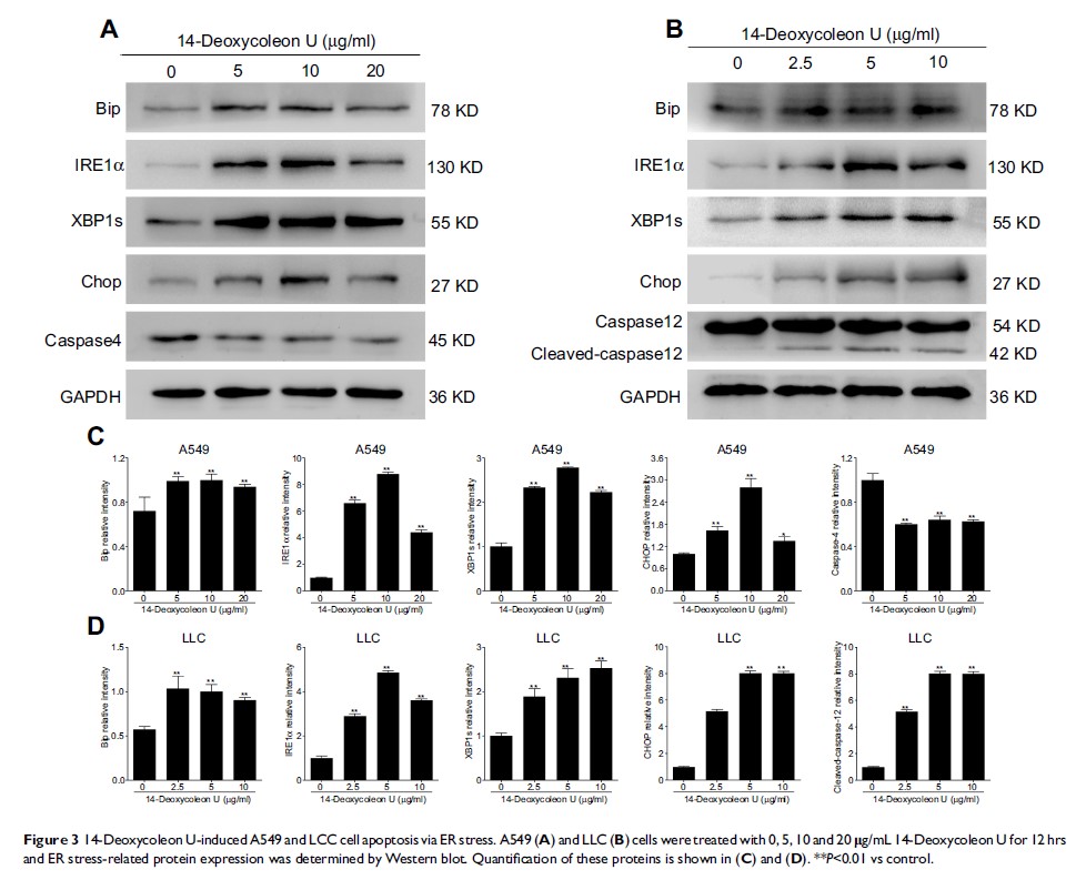 Figure 3 14-Deoxycoleon U-induced A549 and LCC cell apoptosis via ER stress...