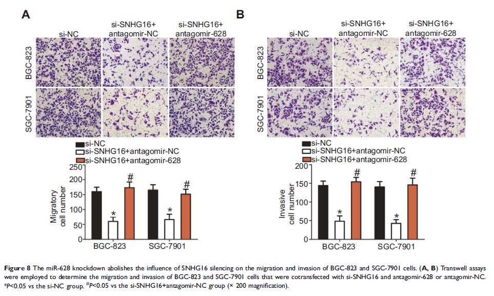 Figure 8 The miR-628 knockdown abolishes the influence of SNHG16 silencing on...