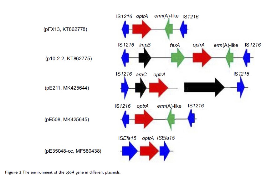 Figure 2 The environment of the optrA gene in different plasmids.