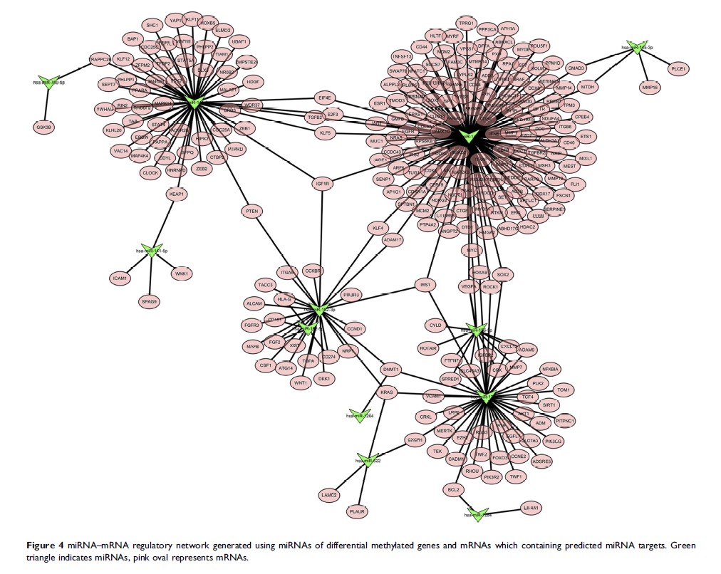 Figure 4 miRNA–mRNA regulatory network generated using miRNAs of...