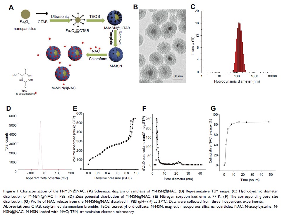 Figure 1 Characterization of the M-MSN@NAC...