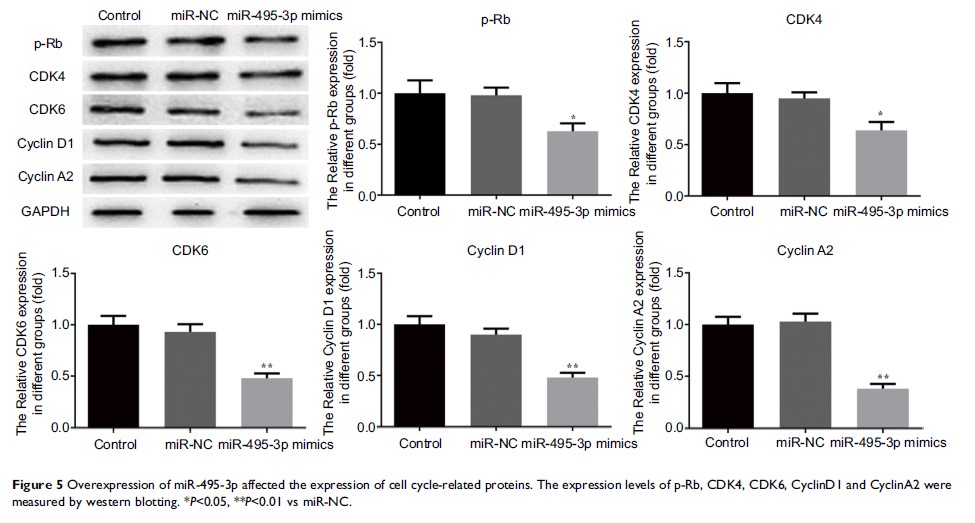 Figure 5 Overexpression of miR-495-3p affected the expression of cell cycle-related proteins...