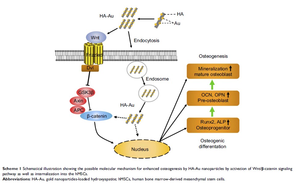 Scheme 1 Schematical illustration showing the possible molecular mechanism for...