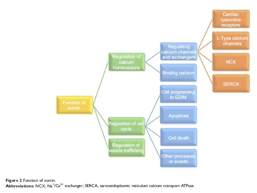 Figure 2 Function of sorcin.