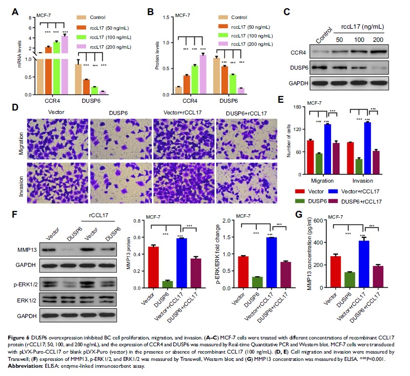 Figure 6 DUSP6 overexpression inhibited BC cell proliferation, migration, and invasion...