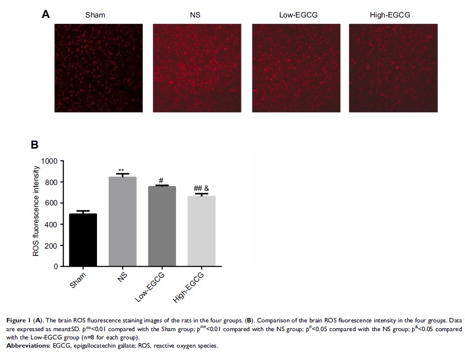 Figure 1 (A). The brain ROS fluorescence staining images of the rats in the four groups...