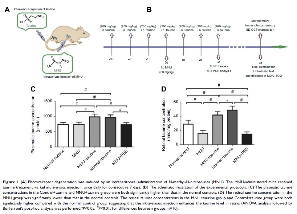 Figure 1 (A) Photoreceptor degeneration was induced by an intraperitoneal administration of...