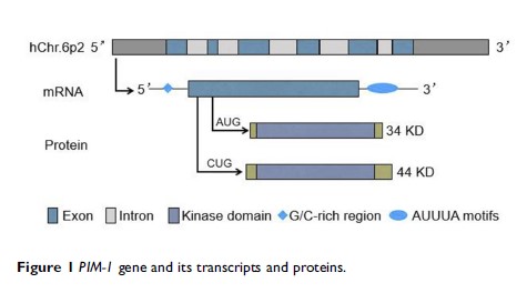 Figure 1 PIM-1 gene and its transcripts and proteins.